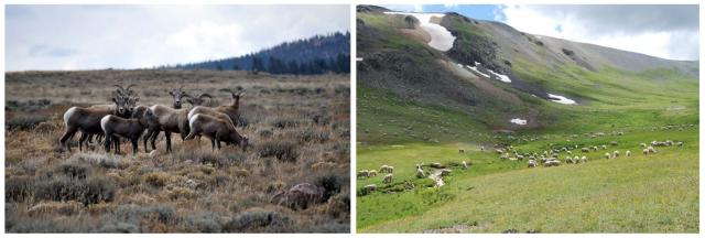 Bighorn and domestic sheep share high altitude grazing allotment near Silverton, Colorado.