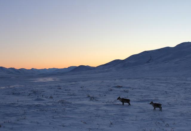 Two caribou navigate a snowy, icy valley under a palely glowing sky