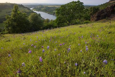 A grassy hillside with purple flowers.