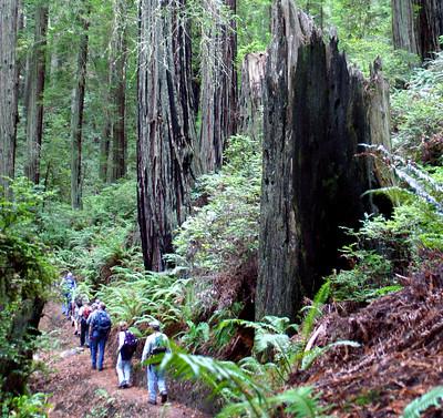 A thick forest with people walking on a trail.