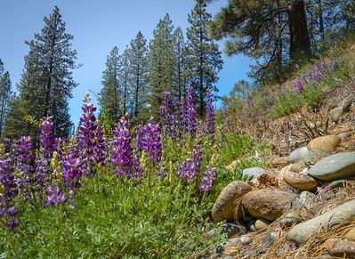 Purple Wild Flowers in a forest hill