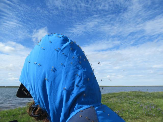 Mosquitoes swarm a hiker in Arctic Alaska