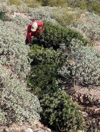 man in a red shirt and tan hat placing recycled Christmas trees in an eroded area