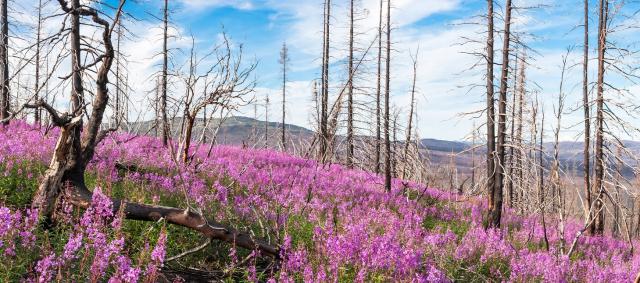 A grove of bright fuchsia fireweed erupt under charred spruce trees