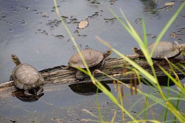 3 turtles on a log in a stream. 