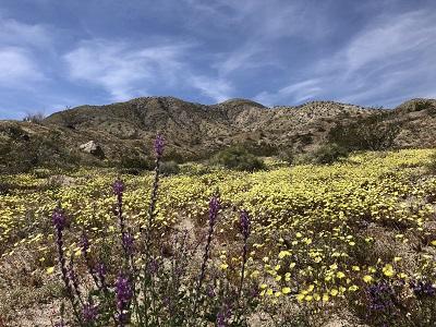 Flowers in the desert with mountains in the background.