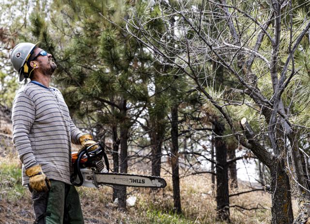 A man holding a chainsaw looks up at the trees in front of him. 