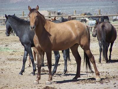 Stallions in the high desert