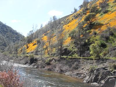 A river runs by the poppy-covered hillside.