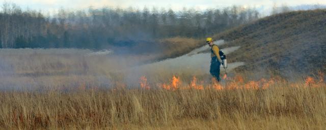 Fire fighter using drip torch on dry grass