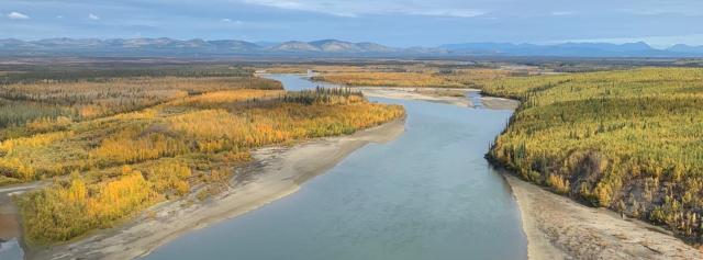 A river meanders through the golden-colored boreal forest on a clear autumn day. The mountains are visible in the distance.