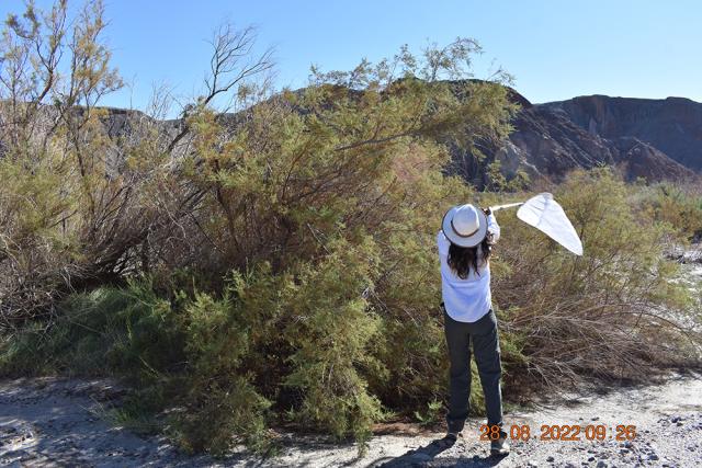 A woman attempts to capture an insect in a net.