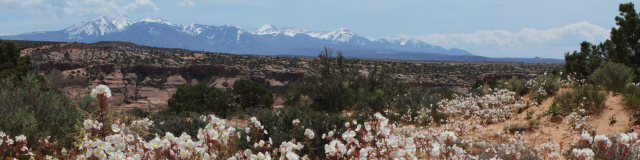Flowers blooming in a desert landscape with snowcapped mountains on the horizon. 