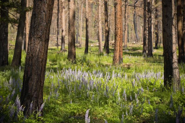 A photo taken by the U.S. Forest Service shows the benefit of fire as a natural part of a healthy forest ecosystem. (Public domain)