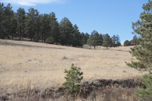 Across the trail from the overgrowth, a previously treated section of the Deer Haven area exhibits the benefit of prescribed fire projects. (Photo courtesy of the BLM)