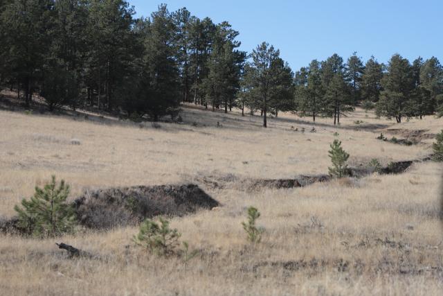 Open glades and new growth help to encourage wildlife forage and improve overall habitat, while also creating a natural break to slow down - or even stop - future wildfires. (Photo courtesy of the BLM)