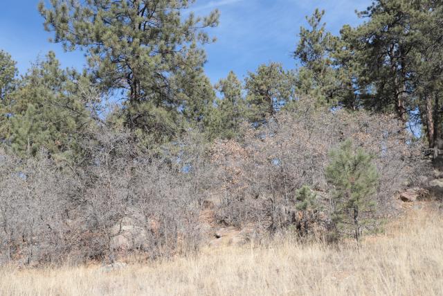 Gambel oak, one of the most problematic types of hazardous growth, grows natively in Colorado and is present in the Deer Haven area. (Photo courtesy of the BLM)