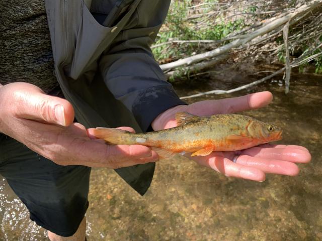 A person standing in a creek and holding a greenish fish with an orange belly in their hands