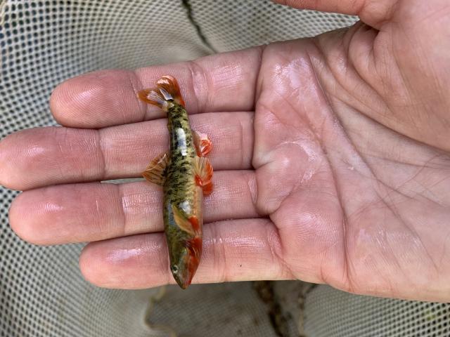 A small fish with black horizontal stripes and orange highlights on its fins and under its chin