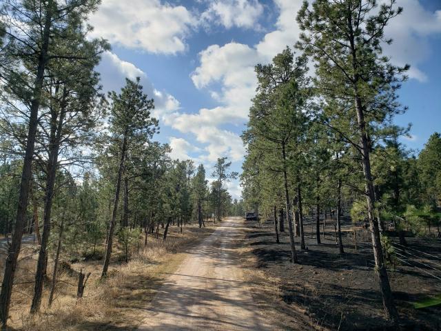 A dirt road cuts a straight line through the forest. On the right side of the road, burned vegetation can be seen. On the right side of the road the vegetation is not burned.
