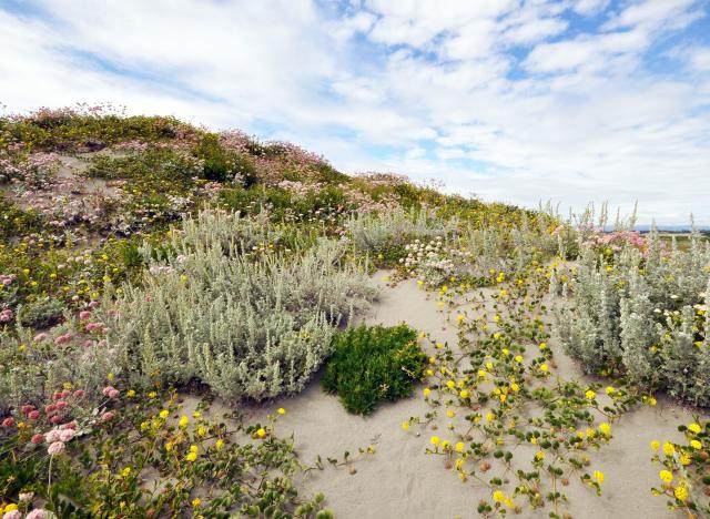 Flowers of different colors in the dunes.