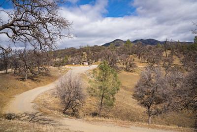 A dry hillside with oak trees.