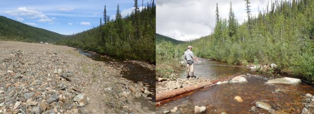 A before and after image of habitat enhancement at Wade Creek. Photo on left shows large amounts of bare gravel where the photo on the right shows increased vegetation.