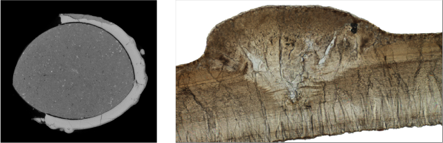 Left: Rendered CT scan of partial Kaiparowits egg (Denver Museum of Nature and Science specimen) cross section. Right: Radial thin section of Denver Museum of Nature and Science Kaiparowits eggshell specimen, measuring 0.5 mm. Photos courtesy of Dr. Sara Oser, a paleontologist at the University of Colorado Museum of Natural History and meteorology and oceanography officer for the U.S. Navy.