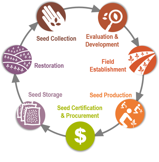 The native plant materials development cycle consists of seven steps, displayed here as circles connected by arrows. The first step is seed collection, followed by evaluation and development, then field establishment, seed production, seed certification and procurement, then seed storage, and finally restoration which circles back to seed collection.