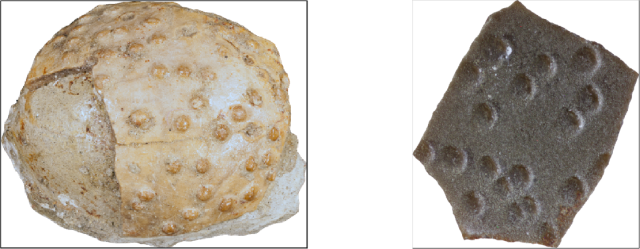 Left is a marble-sized fossilized dino egg and right is a dino eggschell fragment.