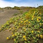 Yellow flowers creep along ocean dunes