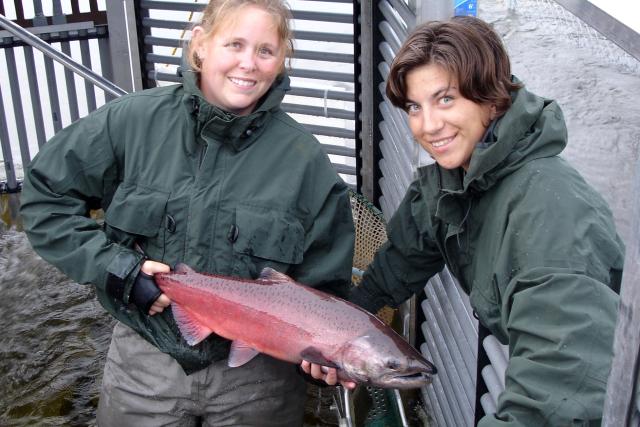 Two people hold a chinook salmon to assess age, sex and length of fish.