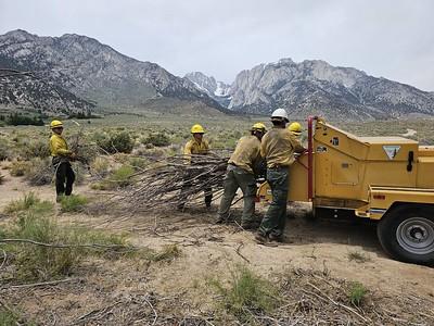 A crew puts brush in a wood chipper with tall, snow-capped mountains in the background.