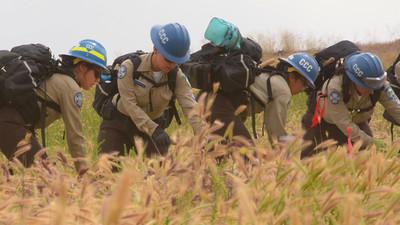 A  crew of young men and women  in a line removing dry, overgrown weeds