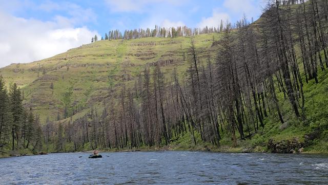Tree across Grande Ronde River at River Mile 60 - July 2023, looking downstream.