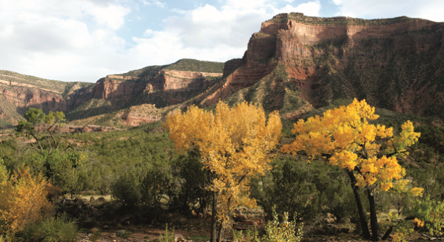 Colorful trees in a canyon. 