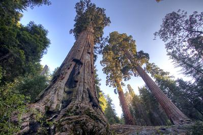Tall sequoias tower into the sky.