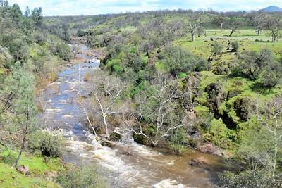 A raging creek in a bright green riparian ecosystem.