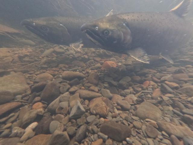Coho Salmon spawn at the bottom of a river.