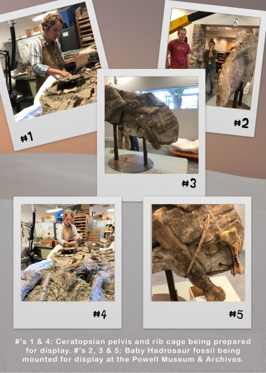 Poster of fossils in the lab and being mounted at Powell Museum & Archives.
