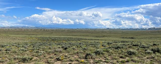 Sagebrush in Carbon County
