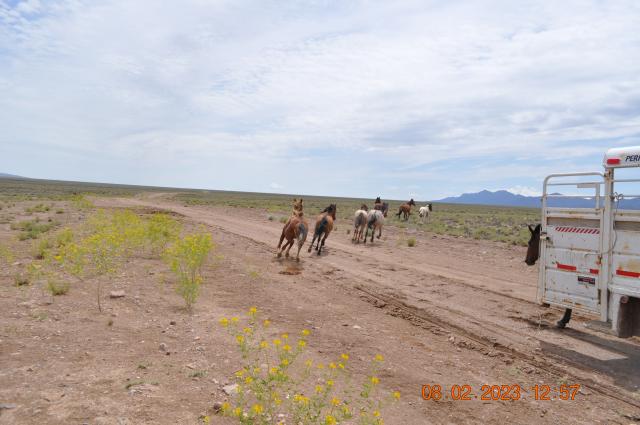 Horses released to the range from a trailer