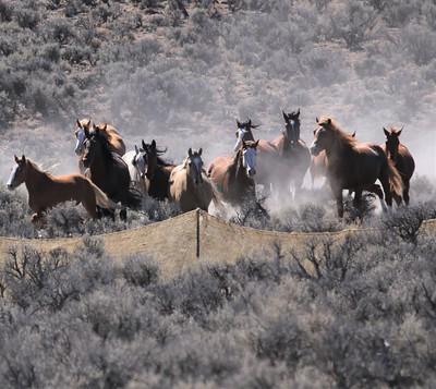a group of wild horses run along a temporary fence in the high desert.