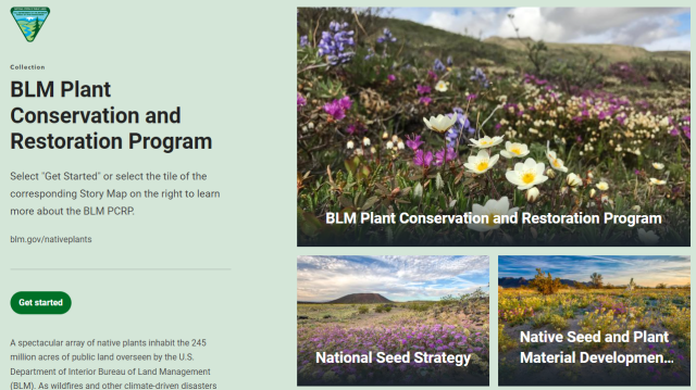 A screenshot of the BLM PCRP story map. Against a light green background show three images of wildflower fields. Text to the left says BLM Plant Conservation and Restoration Program.