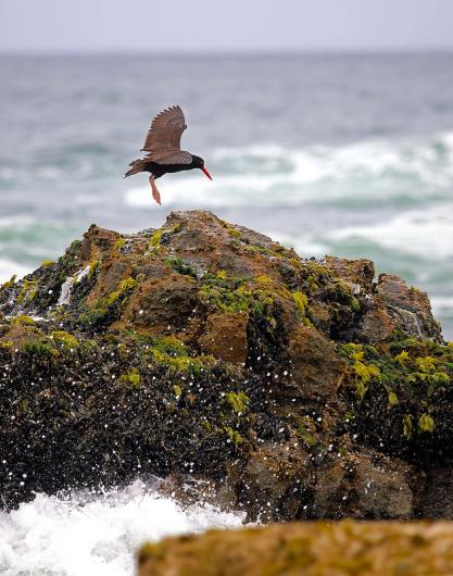 Black Oyster Catcher on an ocean rock