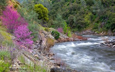 A river bend under a purple tree