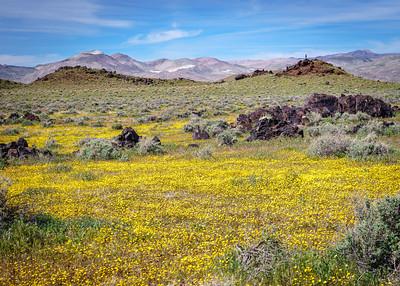 Bright yellow flowers in the desert.