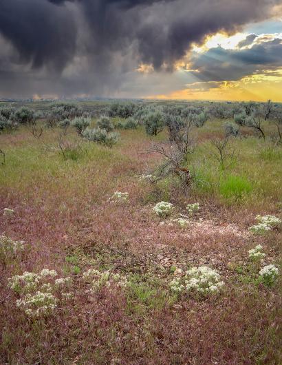 Slickspot peppergrass plants in southern Idaho