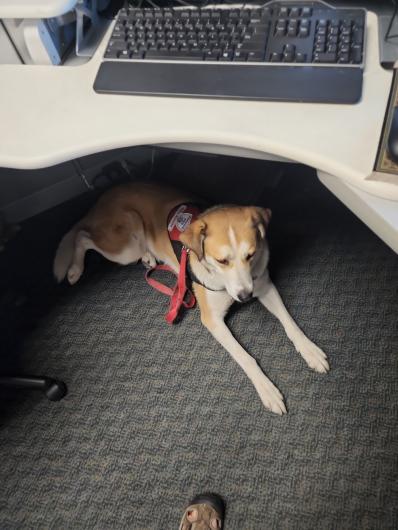 Belle, a tan and white husky mix dog, is wearing her service vest and sitting under a desk in a BLM office.