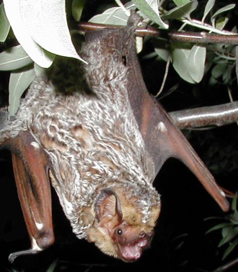 a hoary bat hanging in a leafy tree